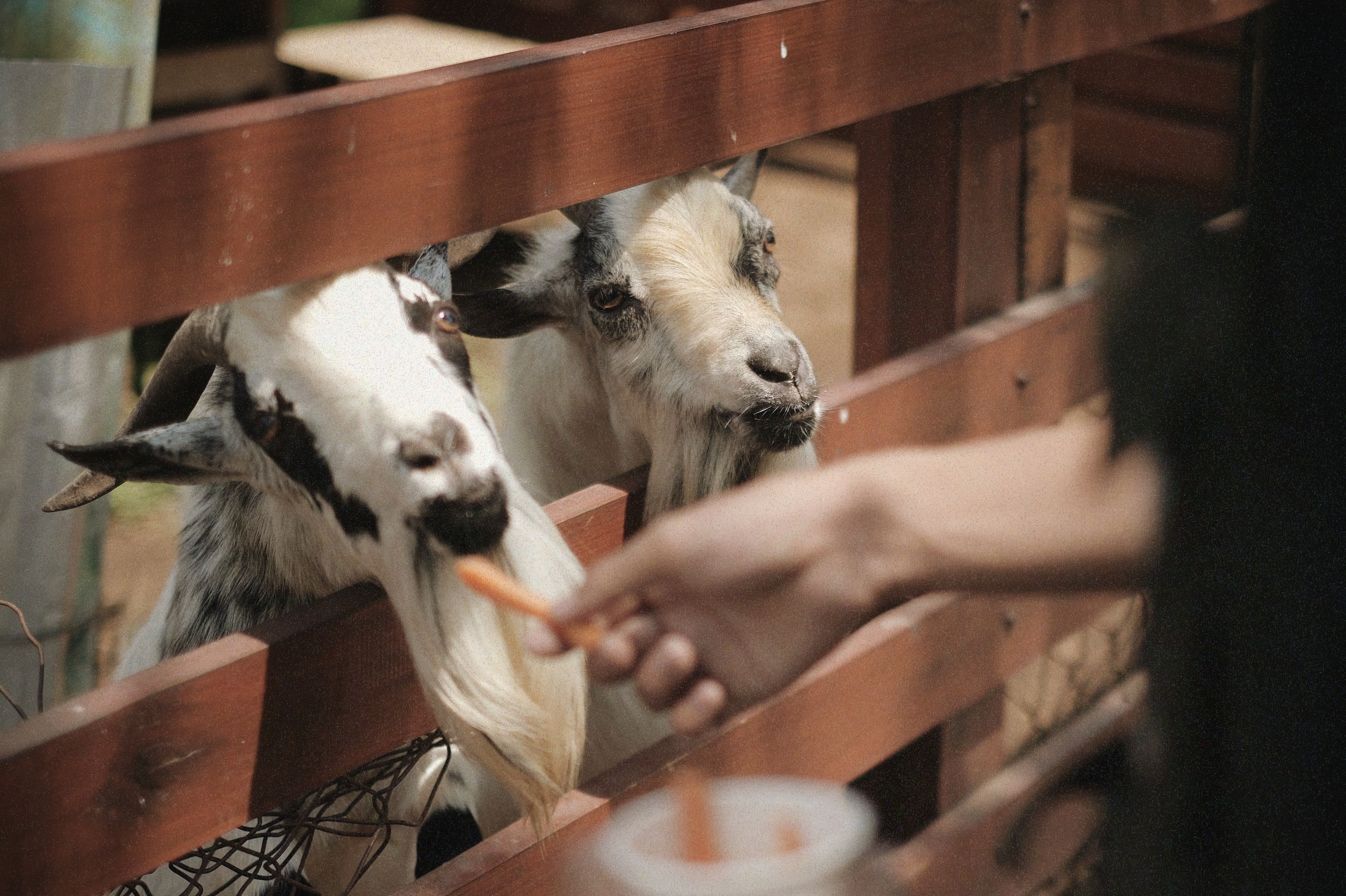 Goats at the minizoo