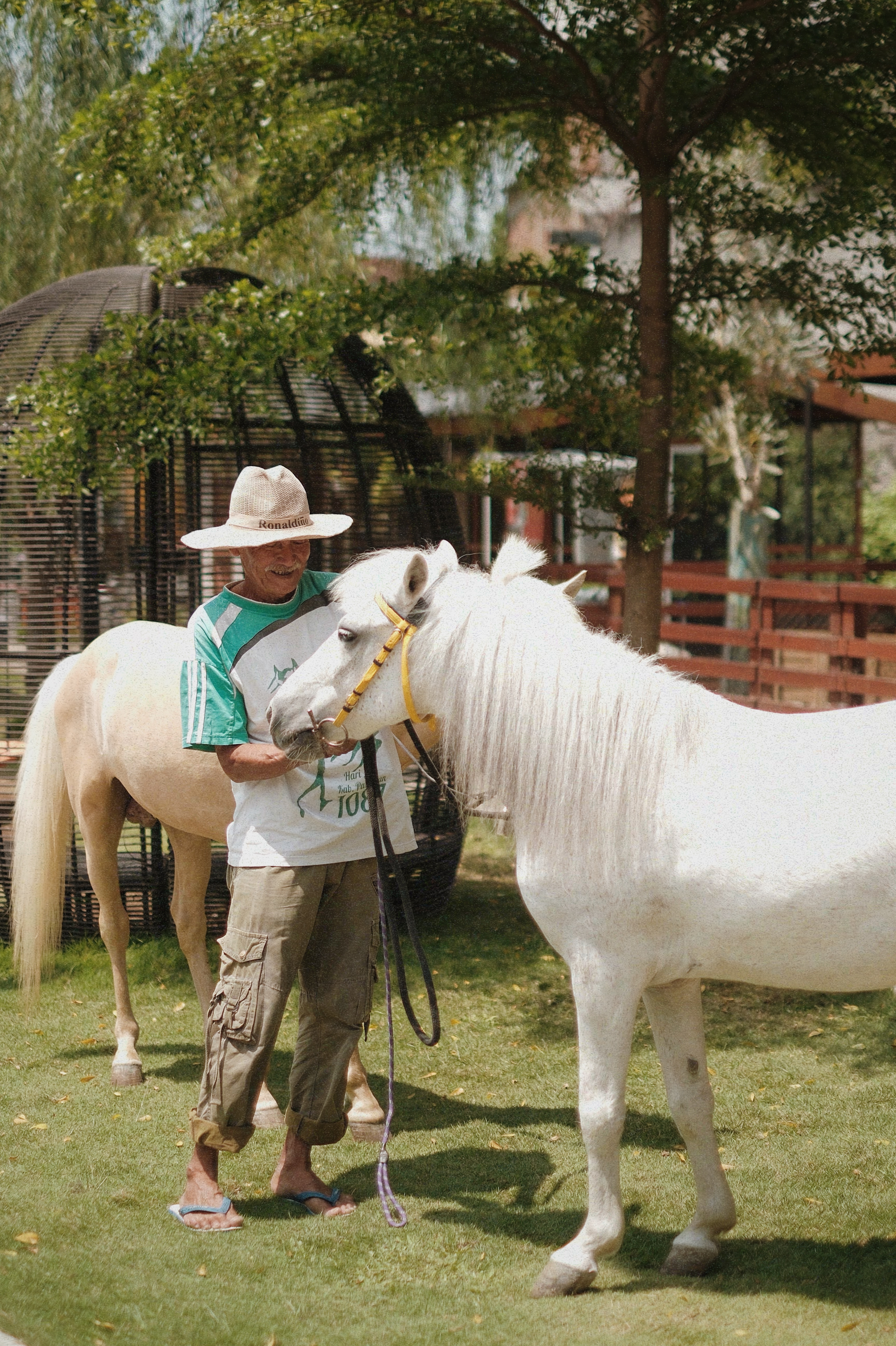 Horses at Piataland
